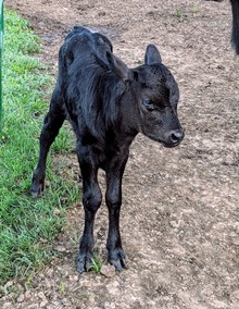 SILKY heifer 2019