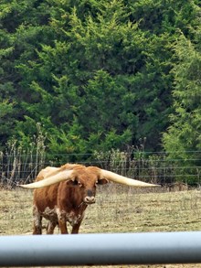 CHISHOLM COUNTRY BOOMERANG