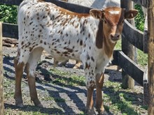 CH RAINS SPECKLED LEGACY