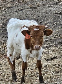 GTB HIGH STAKES JOSEY