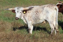 18-32 Steer